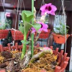 Bài học từ trồng cây Phong lan